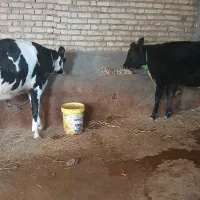 تریسه آبستن|حیوانات مزرعه|بجنورد, |دیوار