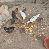 اردک اسرائیلی. مرغ و خروس