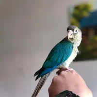 گرینچیک فول اهلی (۲ عدد)