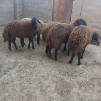 برهای ماده جنس افشاری زیر قوچی