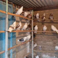 کفتر   60   عدد