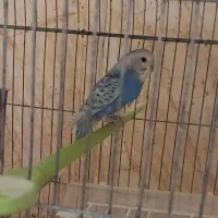 مرغ عشق هلندی و اسپانگل