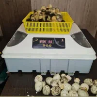 دستگاه جوجه کشی با ۱۰ درصد تخفیف