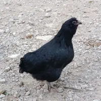 فروش و معاوضه مرغ جهادی کپ شوباغاز|حیوانات مزرعه|اصفهان, محمودآباد|دیوار