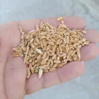 گندم