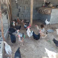 مرغ وخروس|حیوانات مزرعه|آبپخش, |دیوار