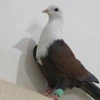 کفتر