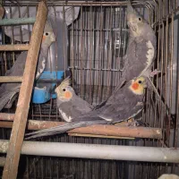 عروس هلندی با جوجه