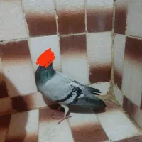 کبوترگرفتنی