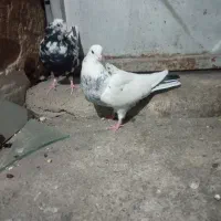 کبوتر|پرنده|بابا حیدر, |دیوار