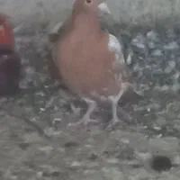 میولمنز درجه یک|پرنده|برازجان, |دیوار