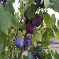 آلو درجه یک نیشابور|خوردنی و آشامیدنی|تهران, چیذر|دیوار