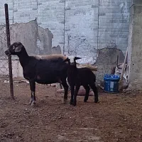 گوسفند بره دار دوم شکم بره ماده