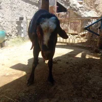 قوچ غزل