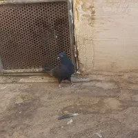 جوجه زاغ کاکلی گمشده|پرنده|قم, کیوانفر|دیوار