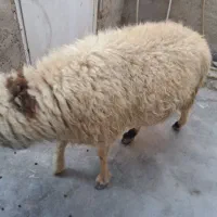 قوچ چاق|حیوانات مزرعه|بندر ماهشهر, |دیوار