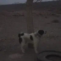 یک جفت سگ نر