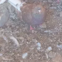 کبوتر تزعینی