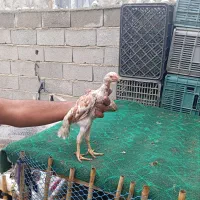 جوجه و خروس لاری اصیل