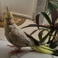 پرنده گمشده
