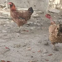 مرغ خروس جوان تخم گذار باهم خانگی هستن|حیوانات مزرعه|نگین شهر, |دیوار