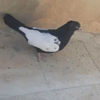 دورنگ سیاه نر