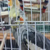 یک جفت عروس هلندی به همراه کلیه وسایل|پرنده|ابهر, |دیوار