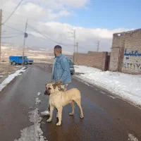 سگ نر سرابی