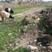 ۱۷ عدد بز نمونه