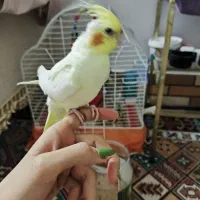 جوجه عروس|پرنده|قنوات, |دیوار