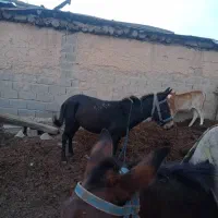 فروش قاطر ۷ ساله