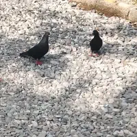 کبوتر زاغ
