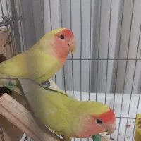 طوطی برزیلی صورت هلویی|پرنده|صحنه, |دیوار