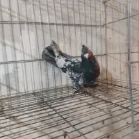 ترک . سرور . بهبونی