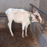 گاو یا گوساله ماده دو رگ