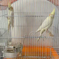 جفت عروس هلندی جوانه در چناران