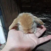 بچه خرگوش لوپ ترکیش. مینیاطوری خانگی|موش و خرگوش|کرمان, |دیوار