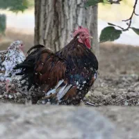 خروس کوشین رد متلد