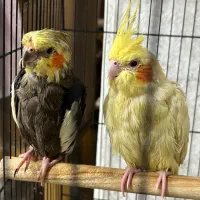 عروس هلندی
