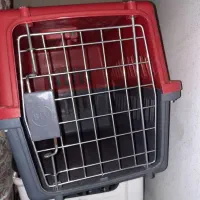 سگ پاکوتاه نژاد فیندو نر قیمت توافقی|سگ|اردبیل, |دیوار