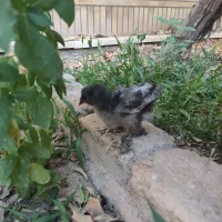 جوجه