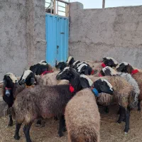 گوسفندمیش آبستن