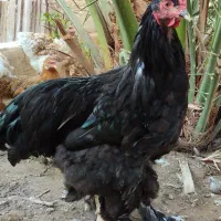 مرغ و خروس برهما|حیوانات مزرعه|برازجان, |دیوار