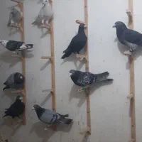 دسته ۲۰ تایی