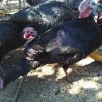 بوقلمون|حیوانات مزرعه|چمستان, |دیوار