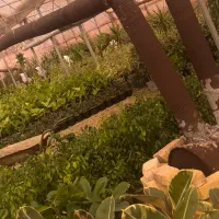 اجاره-گلخانه