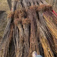 گردوتخصصماس|خدمات باغبانی و درختکاری|تهران, دکتر هوشیار|دیوار