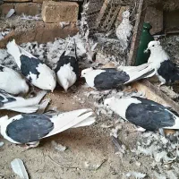 کبوتر پشت سیاه کاکل|پرنده|مهریز, |دیوار