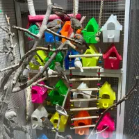 قفس پرنده با تجهیزات یکجا|پرنده|رفسنجان, |دیوار