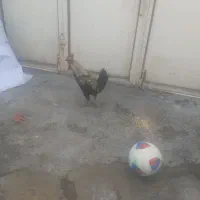 دو عدد خروس محلی|حیوانات مزرعه|صحنه, |دیوار